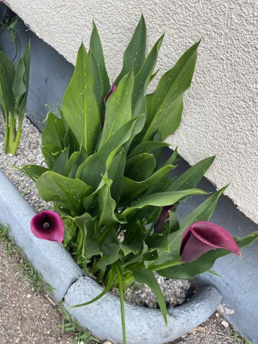 Boho Mit Eigenem Garten Naehe Salzburg Appartement